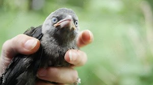 Baby Crow Rescue, Girl Feeding a Lost Raven, Crow Cub in Hands, Closeup Bird View
