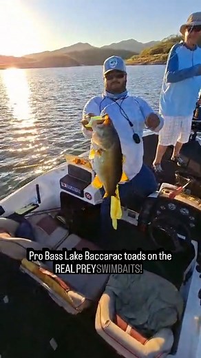 These Pro Bass Lake Baccarac toads LOVE the @realpreyswimbaits shad swimbaits! Our custom color "Pro Bass Splash" has been responsible for countless giants this season. Guide Jorge is doing a great job 👏 @probassadventuresmexico - guides are equipped with Spot-Lock trolling motors, lithium batteries, Garmin units, livescope plus, lure retrievers, scent and dye, scissors, split ring pliers, marker buoys, mend it bait repair, chargers for your electronics, Bubba Pro Series scales and oversized ne