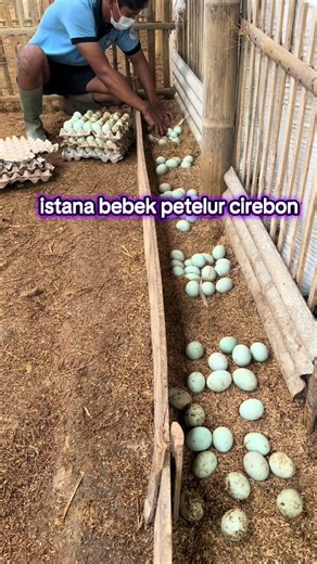 Eggs Harvesting Techniques for Duck Farms