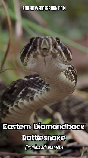 🐍 Eastern Diamondback Rattlesnake Rattling Its Tail In Slow Motion 🐍