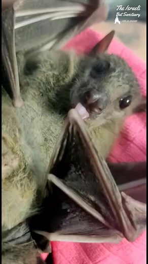 6.5K views · 743 reactions | Pretty bat munching on sweet banana #batrescue #wildlife #animalsanctuary #fostercare #fruitlover #munching #banana #sweettreats #batsofinstagram | The Israeli Bat Sanctuary | Facebook