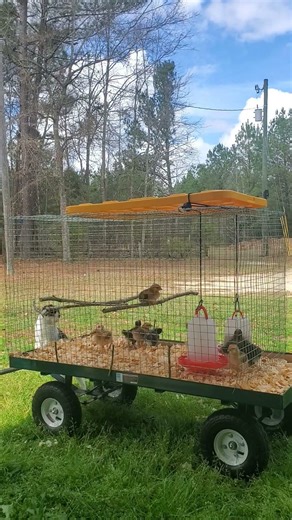 The Daily Oliver - Inspecting the chicks new cage
