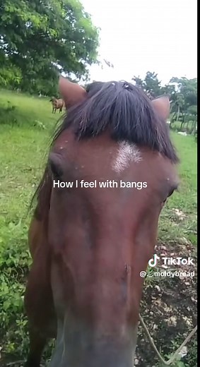 Understanding Horse Bangs: The Haircut Trend