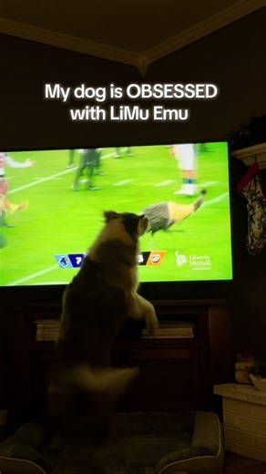My Dog's Obsession with LiMu Emu from Liberty Mutual