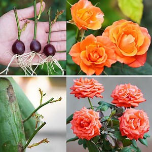 53K views · 805 reactions | Growing Roses from Cuttings using Grapes  | Diy Garden World | Facebook
