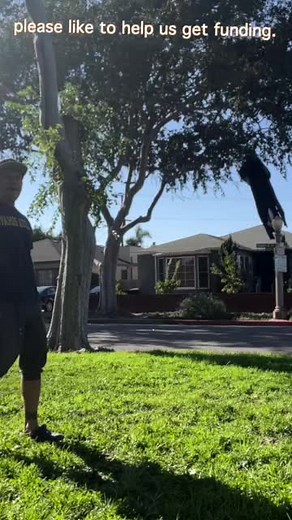 CAMEL TOES - YOU GET IT!