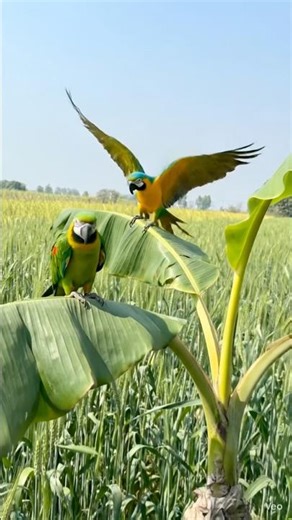 TWO PARROTS ENJOYING #parrot #birds #trendingshorts
