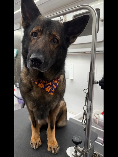 Your pet’s spa day just rolled in Book your pup's mobile spa day today! Call: 615-809-4300 Text: 629-809-4300 #mobile #MPP #doggrooming #murfreesborotn #mobilegrooming #mollyspamperedpaws | Molly's Pampered Paws