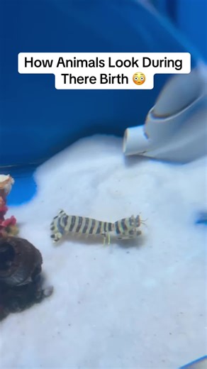 How Animals Look During Their Birth