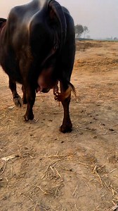 57K views · 2.3K reactions | #cow #dairyfarm #dairy_farming #modern_dairy_farming #modern_agriculture #agricultural_machines #amazing_technology #advance_technology #modern_technolog | Dairy Cow TV | Facebook