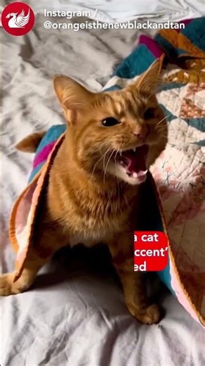Viral clip of cat with a 'Scouse accent' has resurfaced