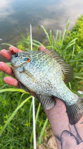 One of my favorite fish (catch clean cook) #cooking #fishing #outdoors #easyrecipe #cheapprice #seafoodlover | Wade Fishez