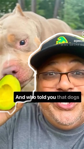 Who Said You Can’t Feed Dogs 🥑? #doghealth #doghealthtips #americanbully