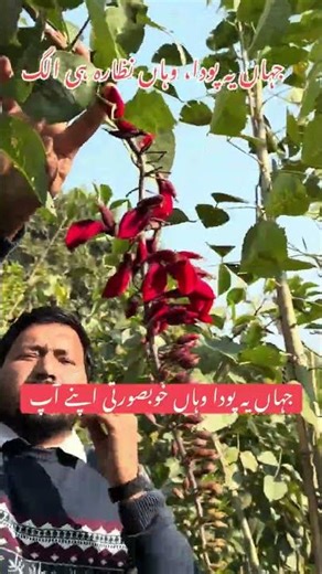 Flowering tree Crista Galli #garden #flowers #gardening