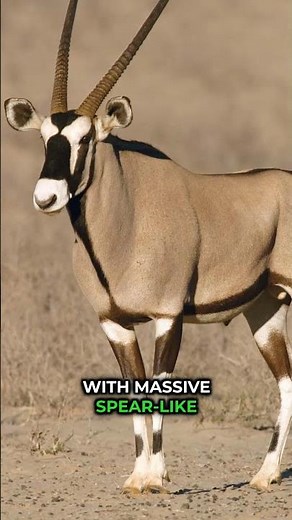 Ted Nugent’s Wife Attacked by Predator on Camera