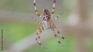 A detailed close-up of a spider on its web, highlighting nature's intricacy and beauty in 4K slow motion 60fps Stock Video