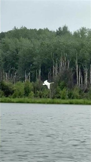 Tundra Swans Spotted at Dolberg Lake Alberta | Alberta Nature Encounter Swans Up Close