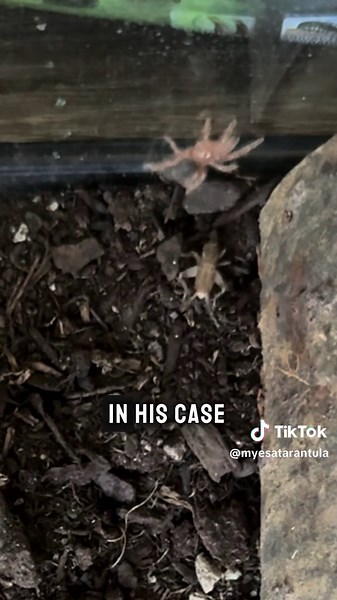 Roland the Tarantula: A Misunderstood Companion