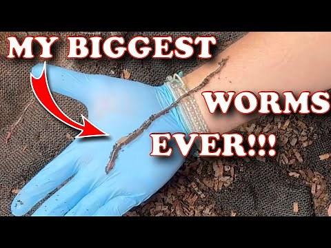 Meet My HUGE Compost Worms! 🪱 Stocking African Night Crawlers In My Urban Worm Bag!