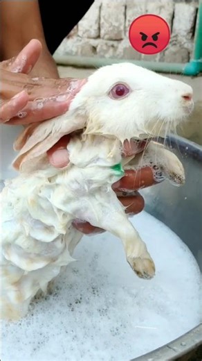 Angry Bunny Shower 🐰🚿 #rabbit