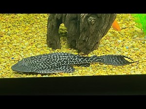 How To Care For The Common Pleco! #pleco #fishcare #fish