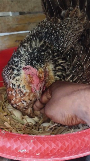 How to Hatch a Chicken Egg at Home with a Broody Hen #shorts