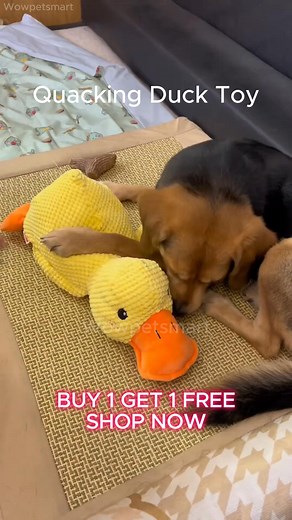 Got this ridiculous duck for my dog thinking she will unalive it immediately ❌ It became her favorite toy to sleep with every night. She plays with it every day. It tires her out and I do not have to do anything. She brings it everywhere with her. It makes her feel loved, safe and happy  | Wowpetsmart | Facebook