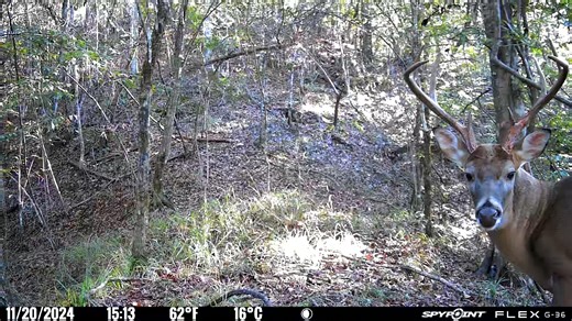 Good looking buck showing off his rack... | SPYPOINT Trail Cameras