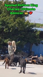 236K views · 5.9K reactions | Spoiled Rotten: King Charles’ Ultimate Admirer  The bearded uncle doesn’t just love King Charles. he worships the royal paws. From treats to tummy rubs, this pup gets five-star pampering! | Orisyet | Facebook