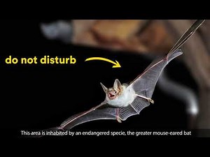 #MyJobStory N°4 : chef de chantier... et protecteur des chauves-souris