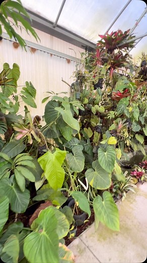 Sunday’s last day of Ecuagenera’s Open House | Carlos A. Cahiz | Facebook