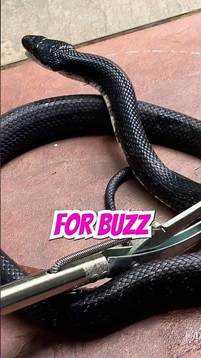 GIANT Snake BIT my dog!!