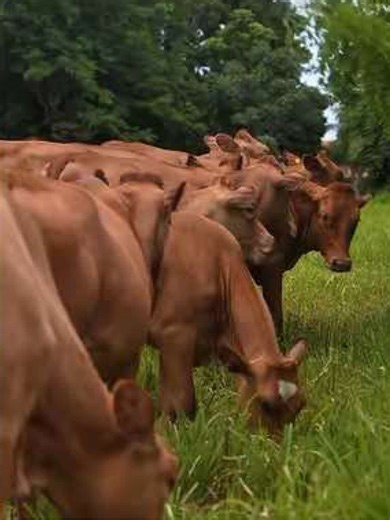 La Ganadería Regenerativa: Experiencias en Hacienda Patiño