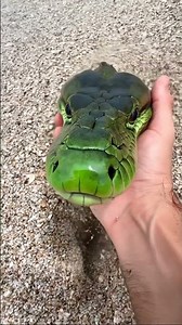 Python under the sand. AI video.