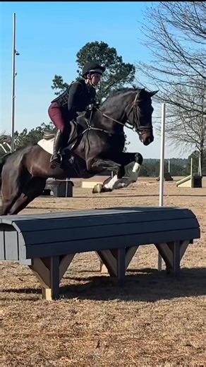 Such a dude ❤️ #kwpn #eventer #crosscountry #equestrian