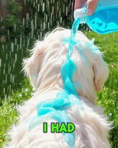 1.4K reactions · 291 shares | Tired of dealing with fleas on your...