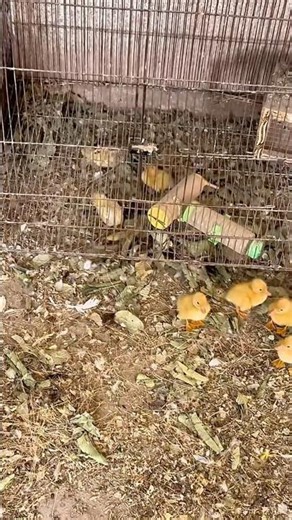 cute Baby ducks 😍cinimini zoo #shorts #viralvideo #shortvideo