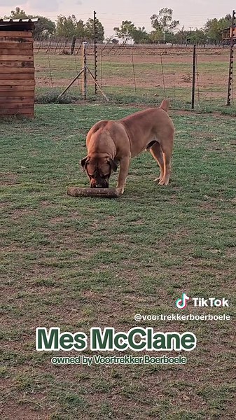 Introducing Mes McClane: Our Newest Boerboel Litter