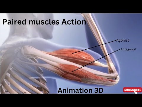 Paired Muscle Action Explained | Agonist Antagonist Muscles | 3D Animation