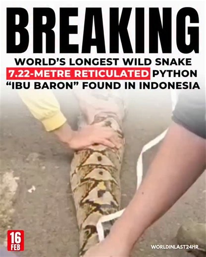 WorldInLast24Hrs | Scientists have officially measured the longest wild snake ever recorded: a female reticulated python named Ibu Baron (“The Baroness”).... | Instagram
