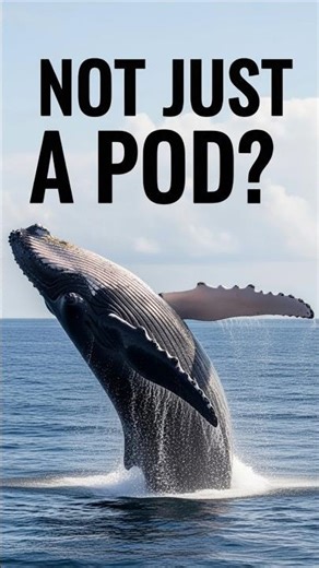 🏆 The Pod, Gam, & School Secret! 🐋 (Whale Group Names)#facts #animals #science #ocean