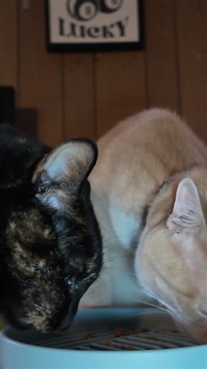 Cute Cat wants to eat with her Friend | Asuna wants to share with Tangie