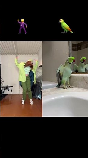 Who came first? Smac + Darwin the parrot #birds #dancecomedy #performanceart