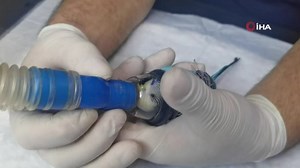 Bir yaşındaki muhabbet kuşuna sezeryan yaptılar! | Sözcü Gazetesi