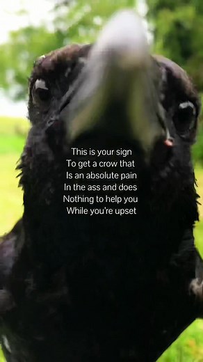 Exploring the Intelligence of Crows