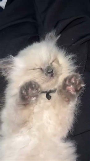 Cute Baby Kitten Cat Kitty taking a nap catnap so cute #cute