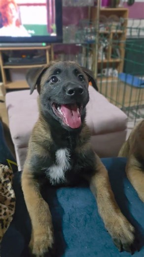 Land shark mode: ON 🦈🐾 #vonderlotrek #malinois #belgianmalinois #puppy #workingdog