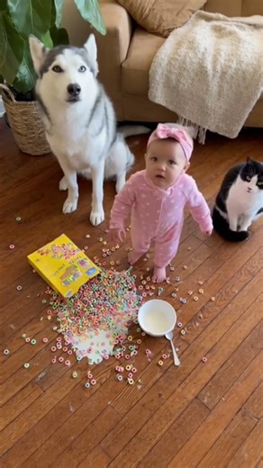 Clever baby ll #baby #dog #cat