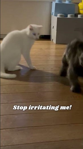 Cat Vs. Dog Wrestling!