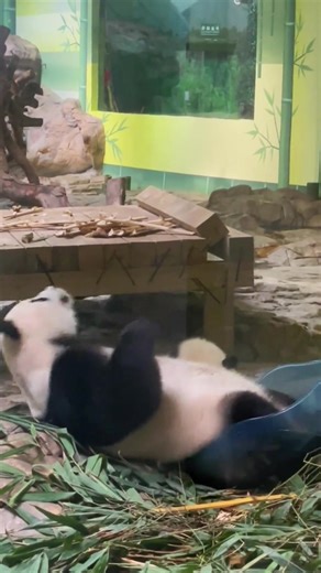 Exploring the Joy of Pandas: The Fluffiest Creatures